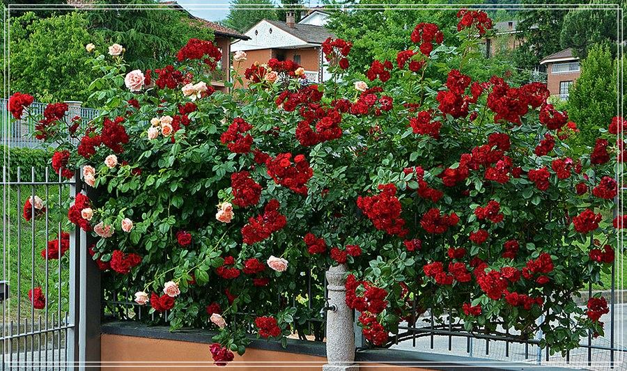 Florentina róże pnące